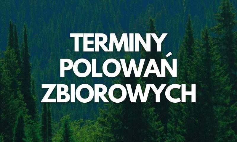 zdjęcie lasu + napis: terminy polowań zbiorowych